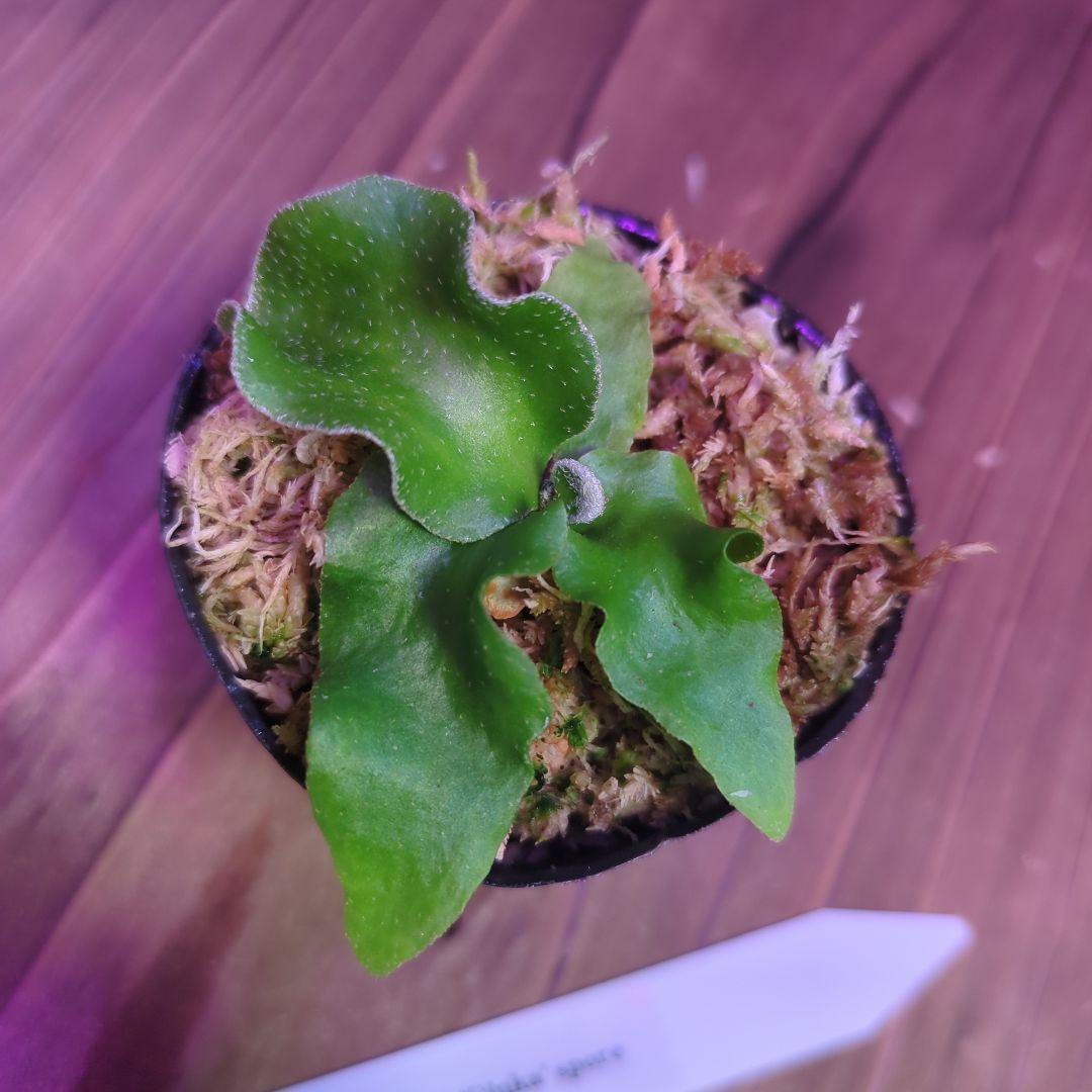 【期間限定出品】胞子培養9株セット/ビカクシダ