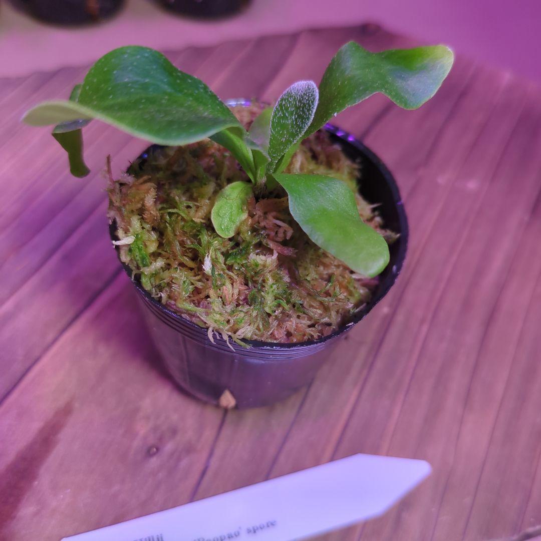 【期間限定出品】胞子培養9株セット/ビカクシダ