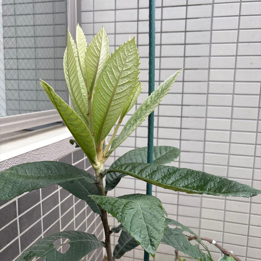 茂木びわ 苗木 実生 ビワ無農薬 果樹苗 健康的な緑色の葉 自然栽培　約88cm