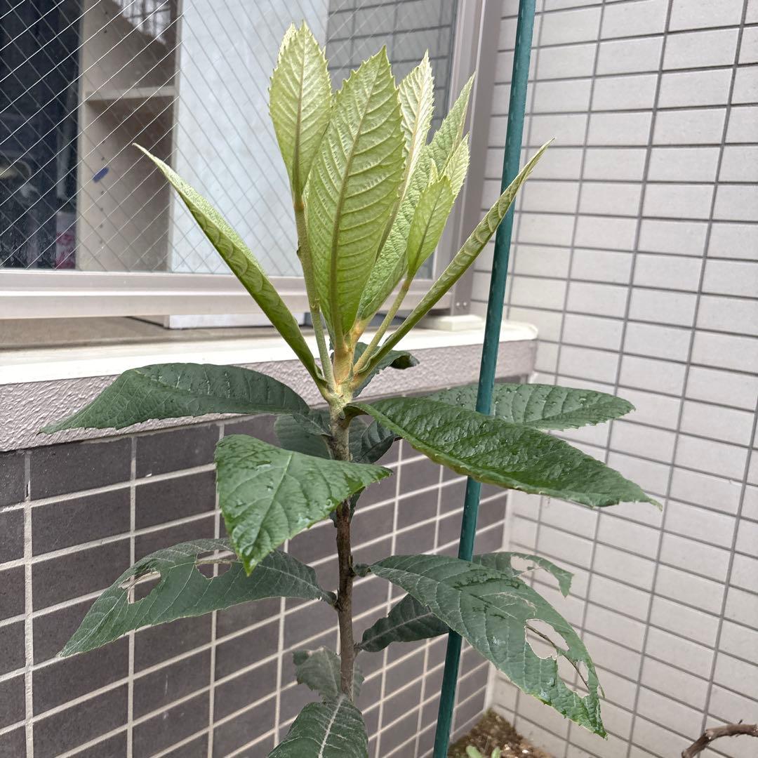 茂木びわ 苗木 実生 ビワ無農薬 果樹苗 健康的な緑色の葉 自然栽培　約88cm