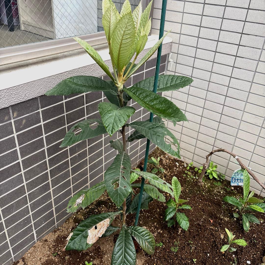 茂木びわ 苗木 実生 ビワ無農薬 果樹苗 健康的な緑色の葉 自然栽培　約88cm