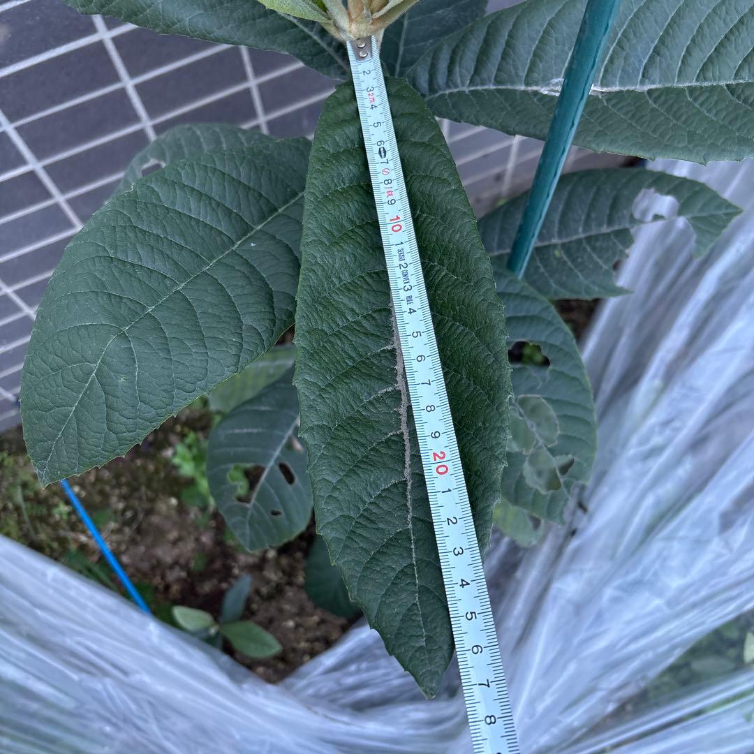 茂木びわ 苗木 実生 ビワ無農薬 果樹苗 健康的な緑色の葉 自然栽培　約88cm