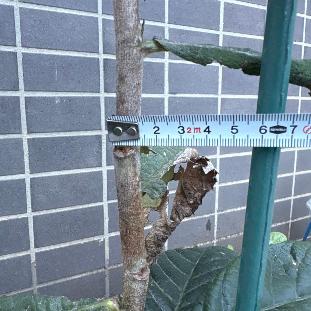 茂木びわ 苗木 実生 ビワ無農薬 果樹苗 健康的な緑色の葉 自然栽培　約88cm