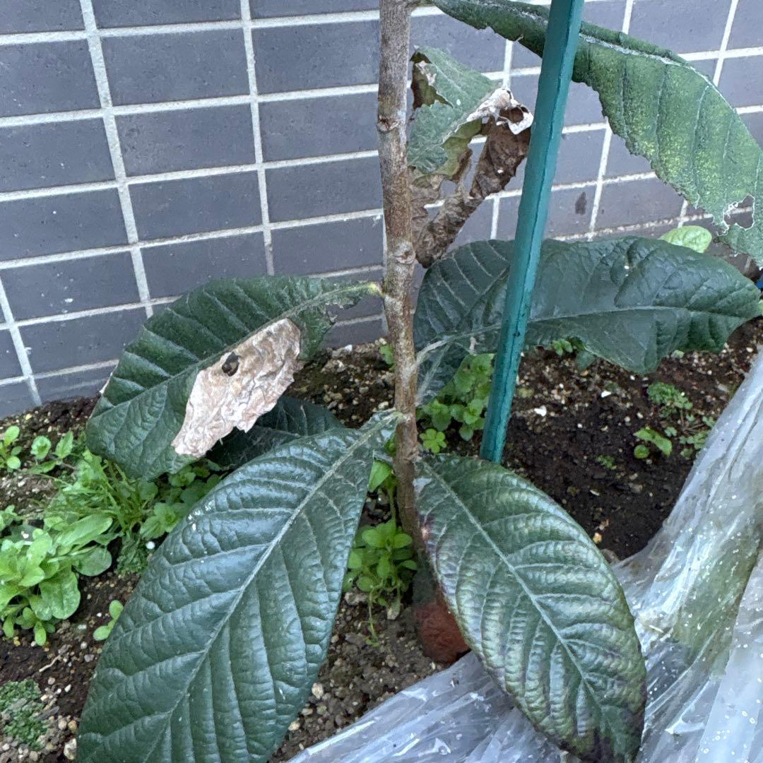 茂木びわ 苗木 実生 ビワ無農薬 果樹苗 健康的な緑色の葉 自然栽培　約88cm
