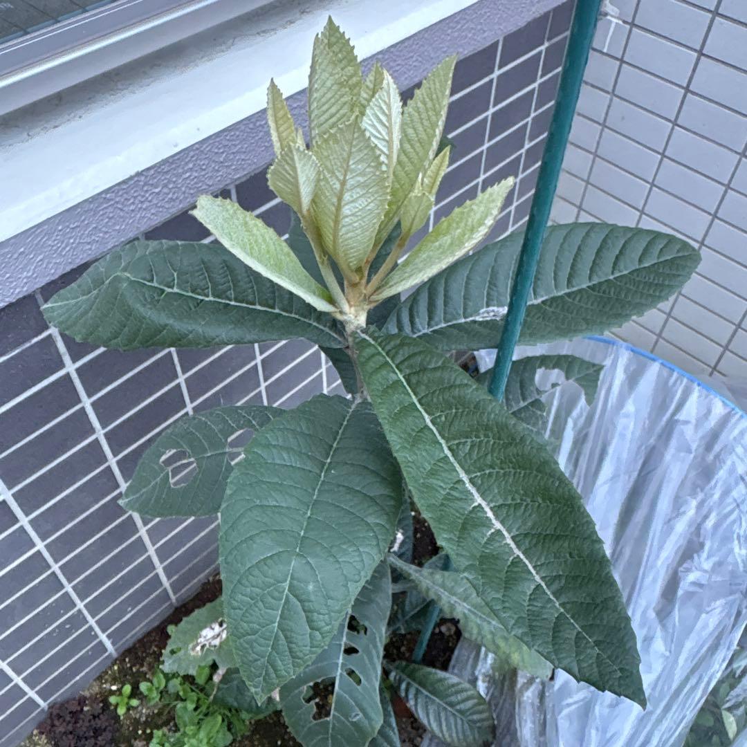 茂木びわ 苗木 実生 ビワ無農薬 果樹苗 健康的な緑色の葉 自然栽培　約88cm