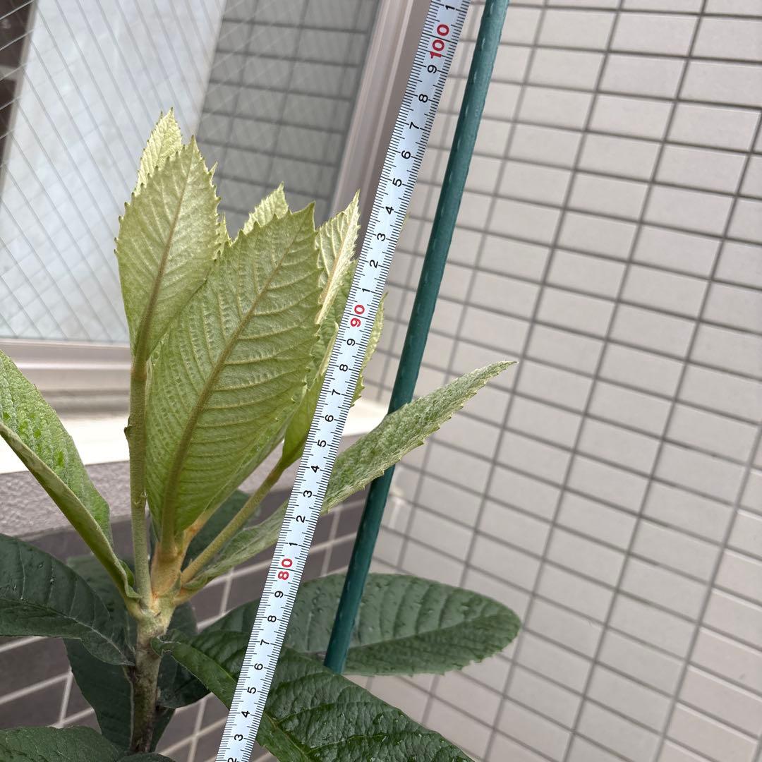 茂木びわ 苗木 実生 ビワ無農薬 果樹苗 健康的な緑色の葉 自然栽培　約88cm