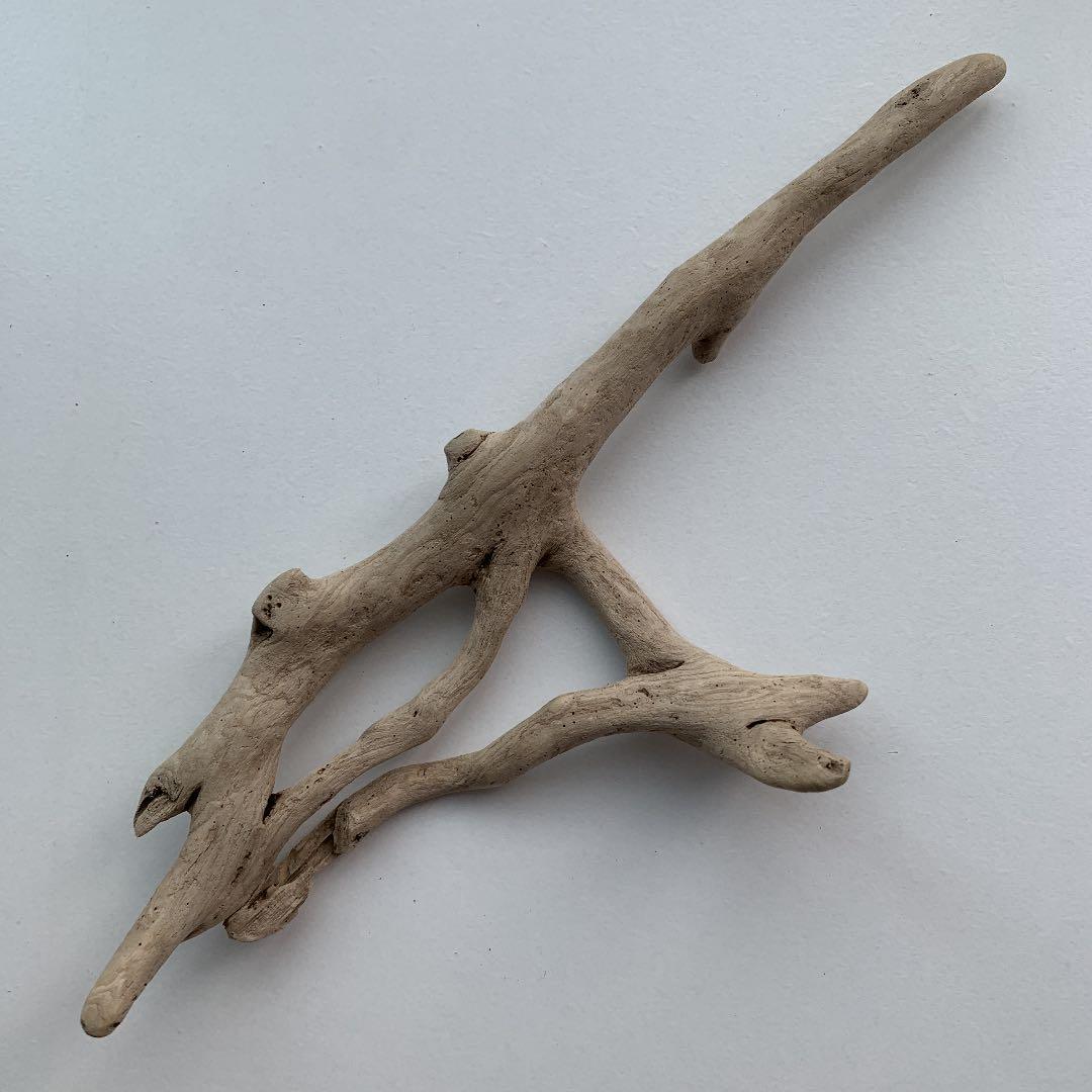 流木　約20.2㎝