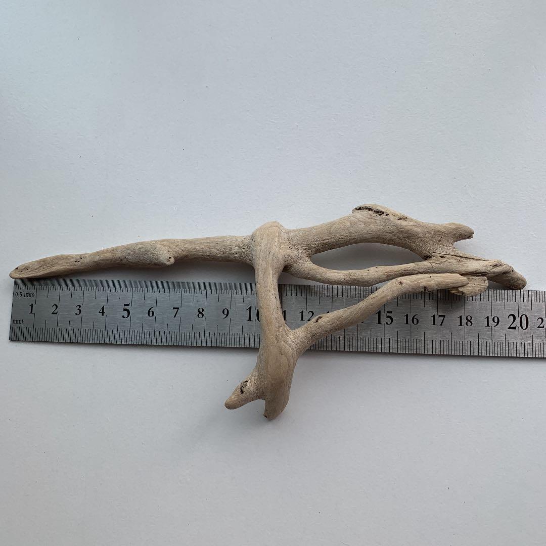 流木　約20.2㎝