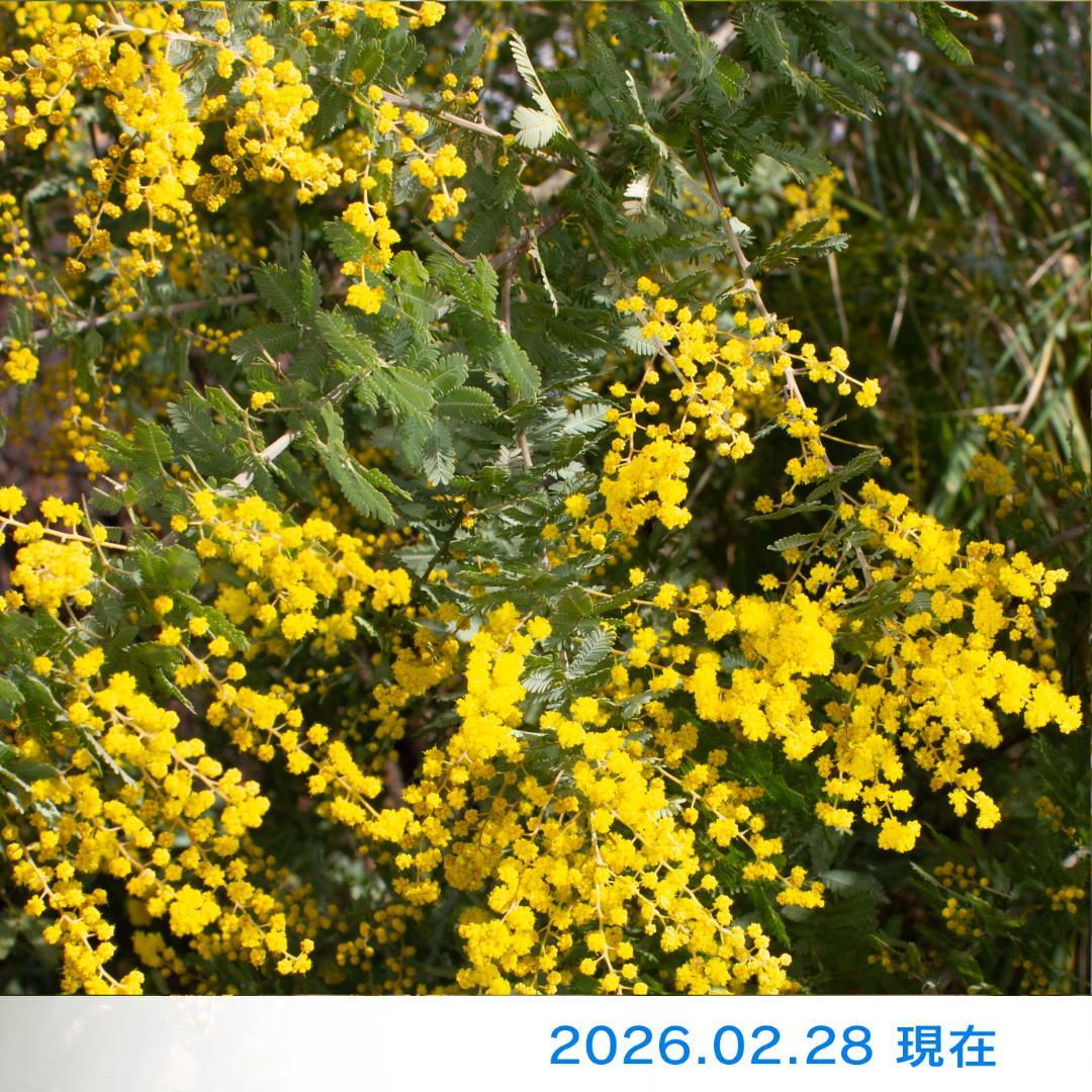 ぶるーべりージャム商品