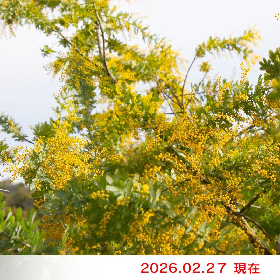 ぶるーべりージャム商品