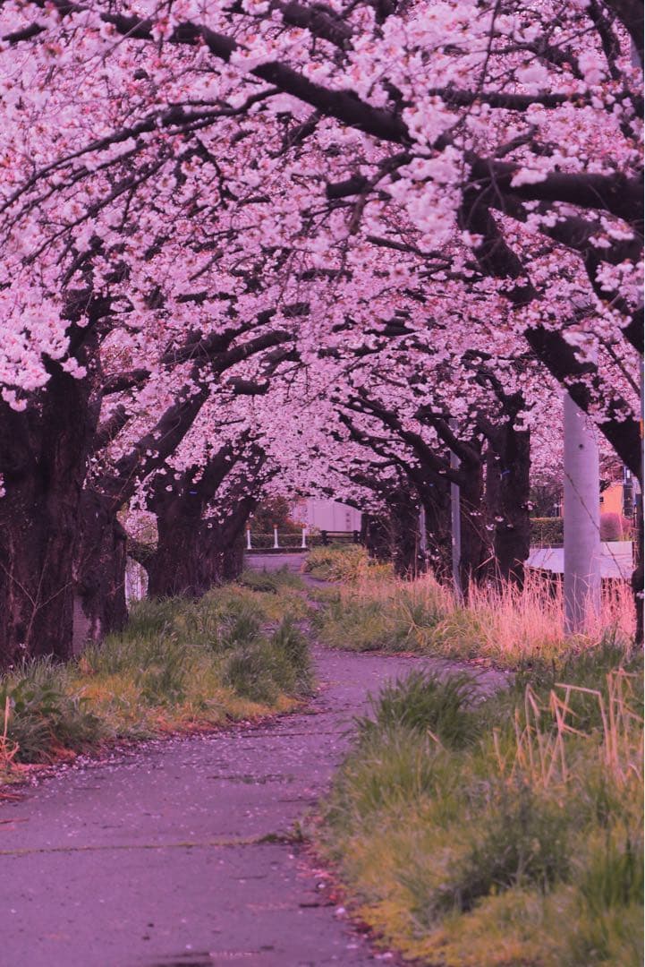 OM-D E-M5 Mark III【⠀レンズのみ付きません】