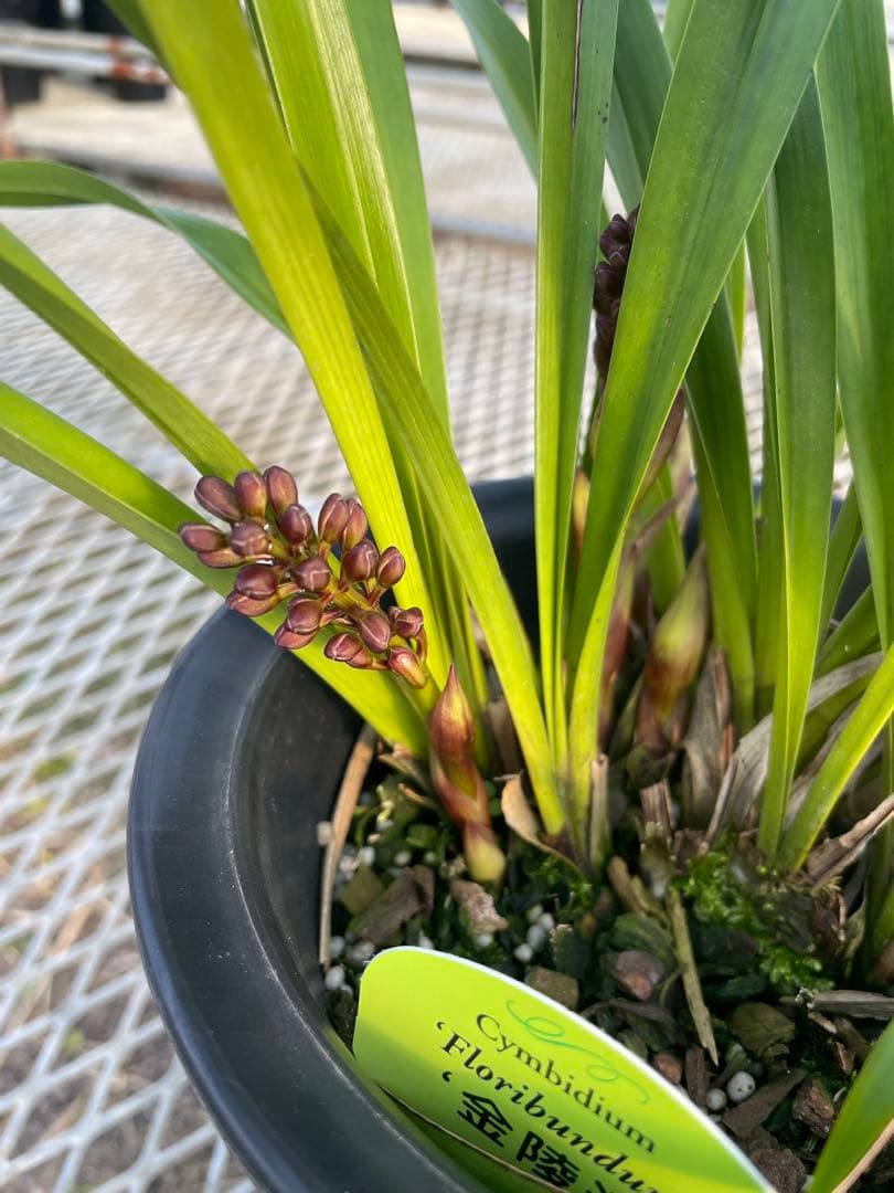 R8年キンリョウヘン花芽6本#4