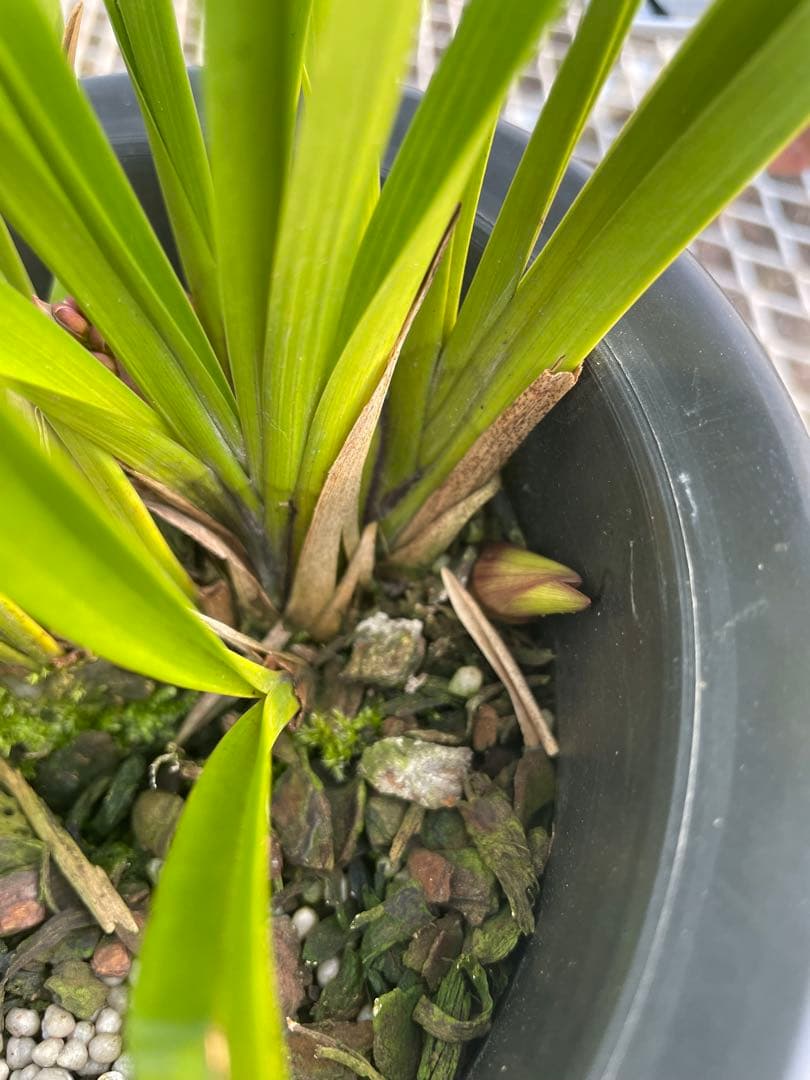 R8年キンリョウヘン花芽6本#4