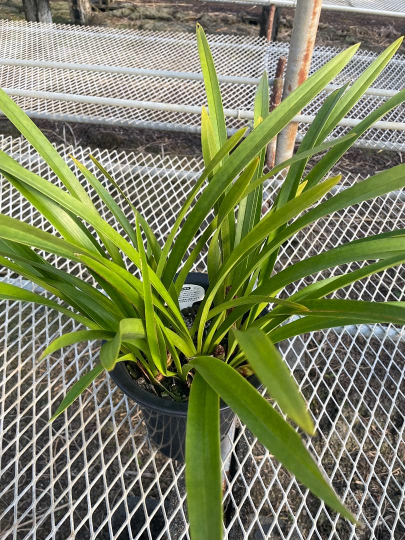 R8年キンリョウヘン花芽6本#4