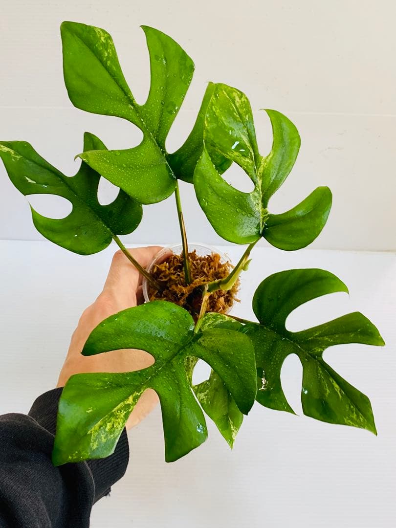 ☆初出品美大株☆ ラフィドフォラ ミグマ ヒメモンステラ