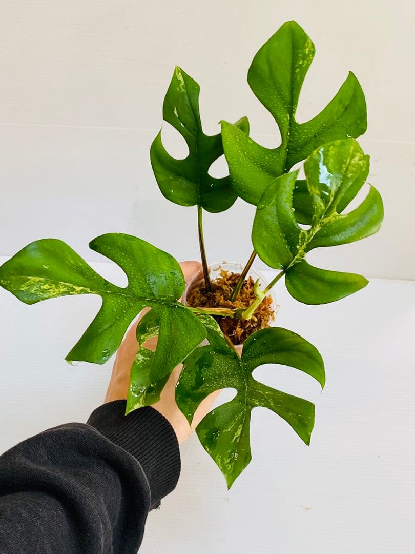 ☆初出品美大株☆ ラフィドフォラ ミグマ ヒメモンステラ