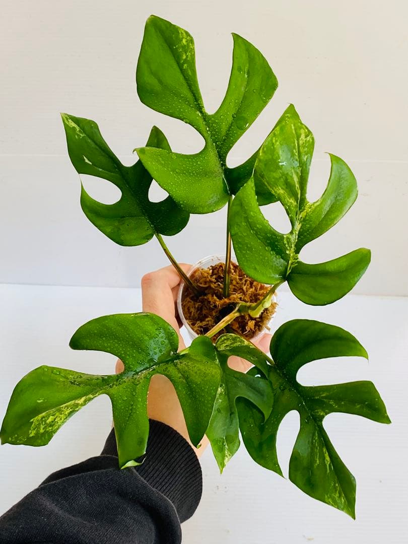 ☆初出品美大株☆ ラフィドフォラ ミグマ ヒメモンステラ