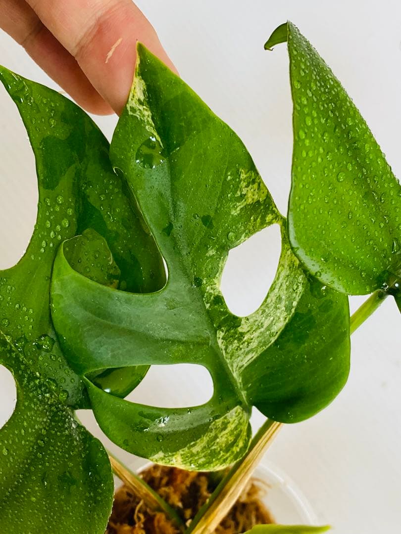 ☆初出品美大株☆ ラフィドフォラ ミグマ ヒメモンステラ