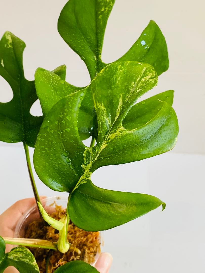 ☆初出品美大株☆ ラフィドフォラ ミグマ ヒメモンステラ