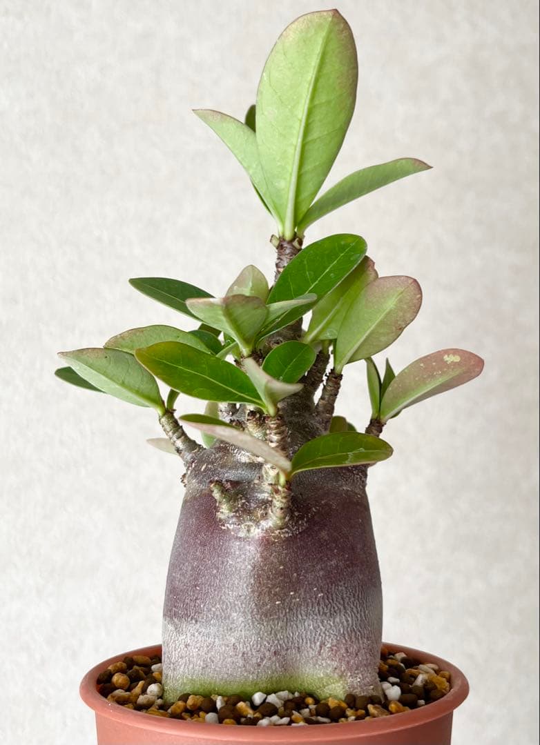 【激レア/ブラックスキン/ドワーフ 】アデニウム アラビカム ガラメーG-7鉢植