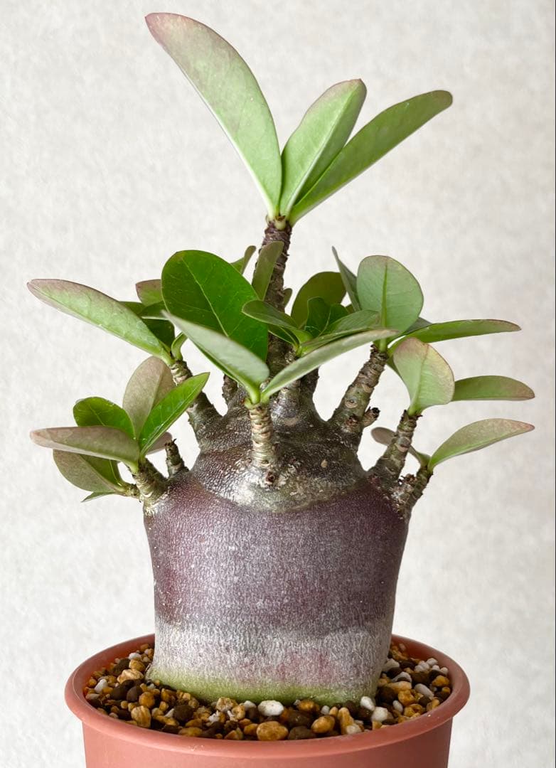 【激レア/ブラックスキン/ドワーフ 】アデニウム アラビカム ガラメーG-7鉢植