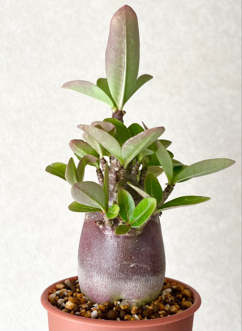 【激レア/ブラックスキン/ドワーフ 】アデニウム アラビカム ガラメーG-7鉢植