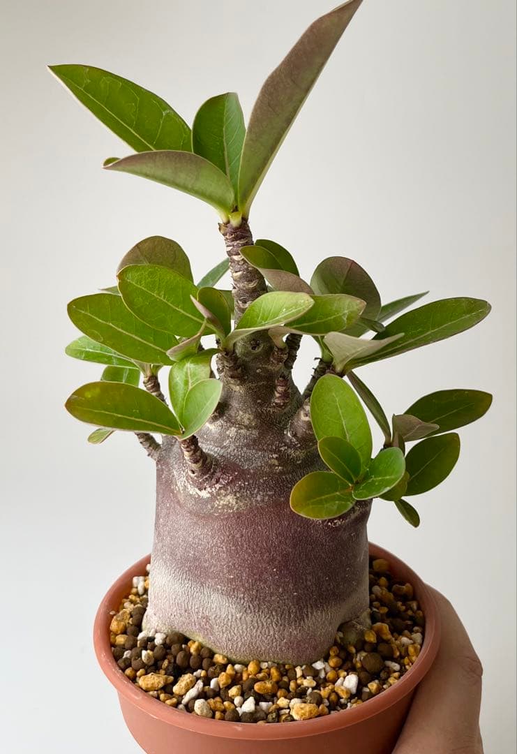 【激レア/ブラックスキン/ドワーフ 】アデニウム アラビカム ガラメーG-7鉢植