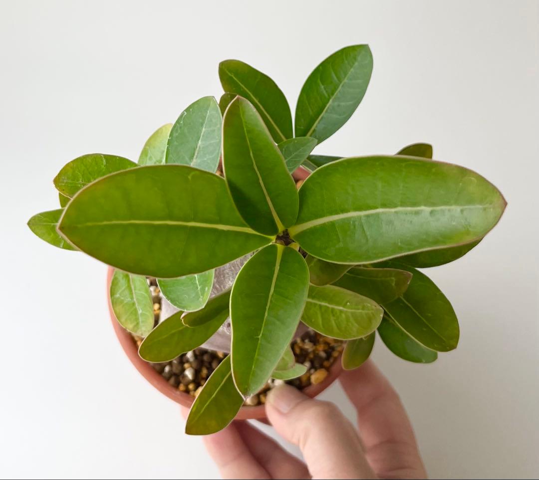 【激レア/ブラックスキン/ドワーフ 】アデニウム アラビカム ガラメーG-7鉢植