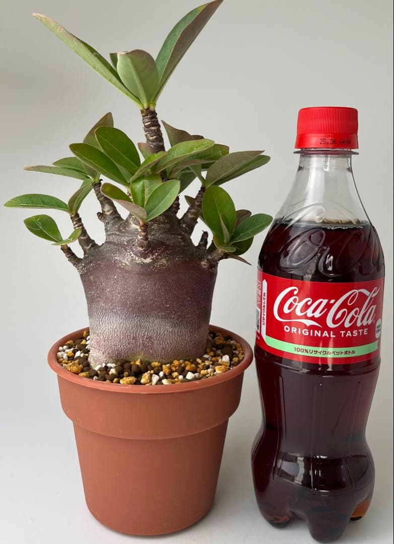 【激レア/ブラックスキン/ドワーフ 】アデニウム アラビカム ガラメーG-7鉢植