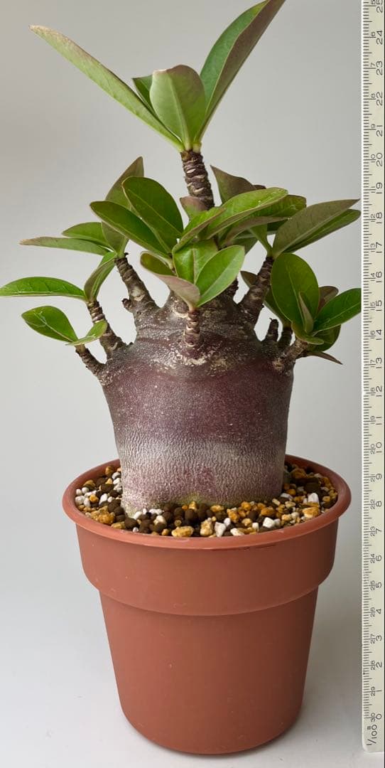 【激レア/ブラックスキン/ドワーフ 】アデニウム アラビカム ガラメーG-7鉢植