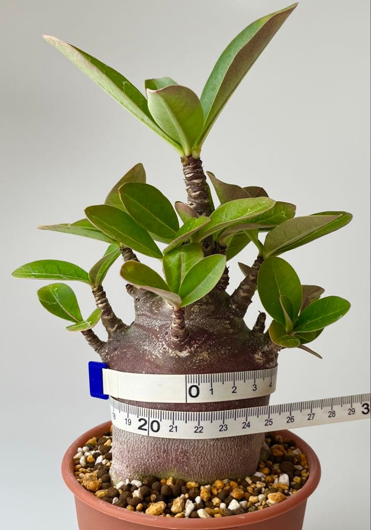 【激レア/ブラックスキン/ドワーフ 】アデニウム アラビカム ガラメーG-7鉢植