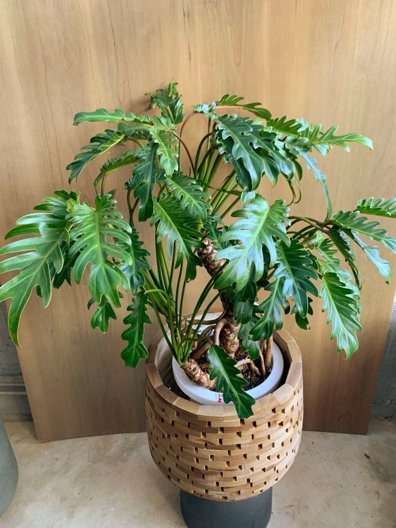 クッカバラ　幹上がり