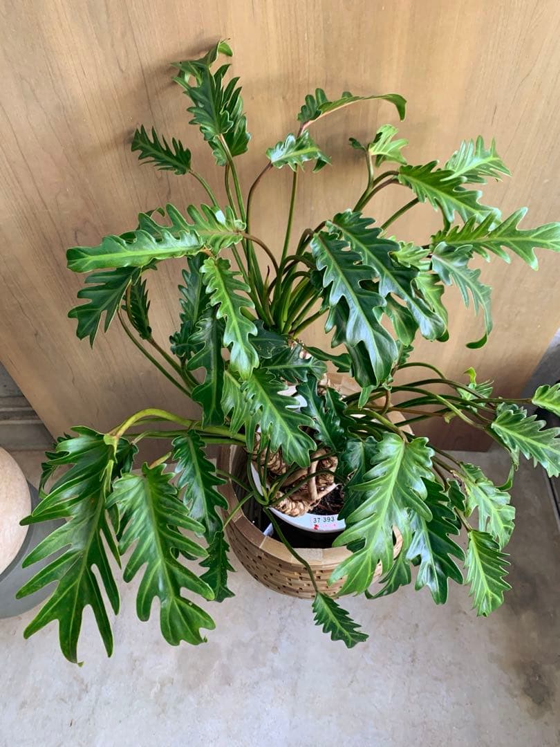 クッカバラ　幹上がり