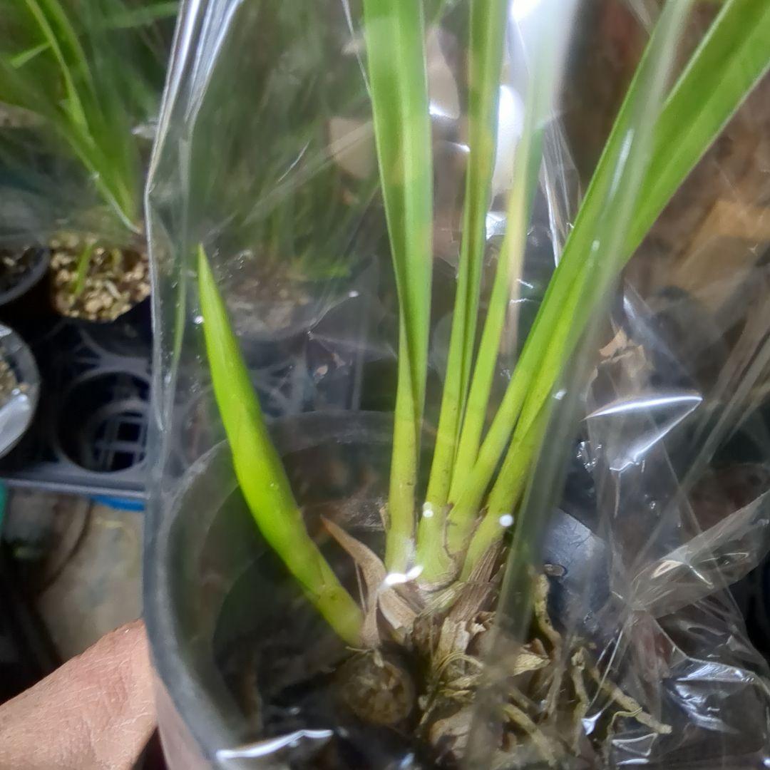 ミニシンビ和蘭含む品種不明10鉢花芽付いてますよ