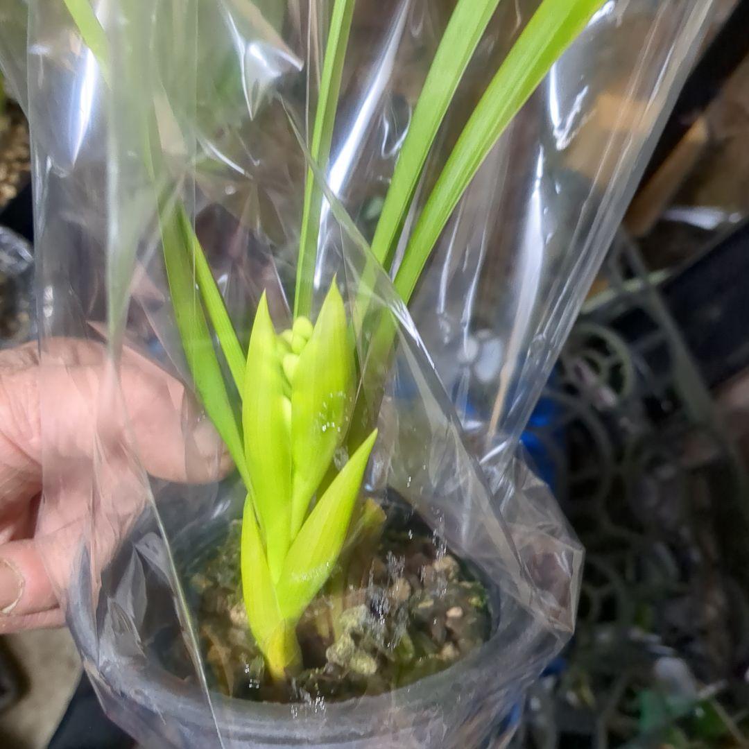 ミニシンビ和蘭含む品種不明10鉢花芽付いてますよ