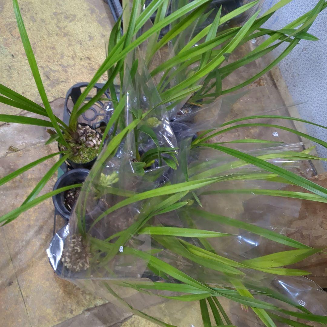 ミニシンビ和蘭含む品種不明10鉢花芽付いてますよ