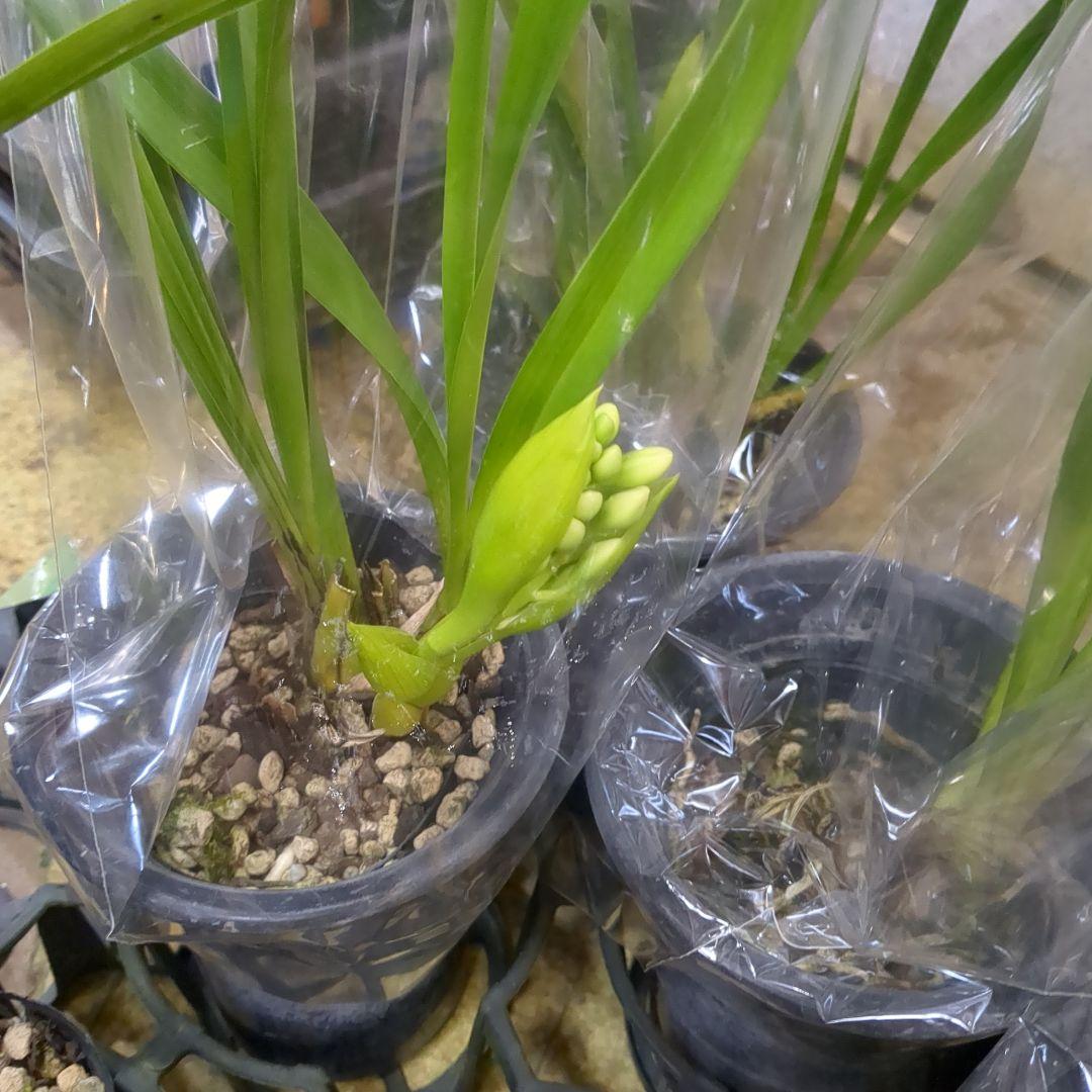 ミニシンビ和蘭含む品種不明10鉢花芽付いてますよ