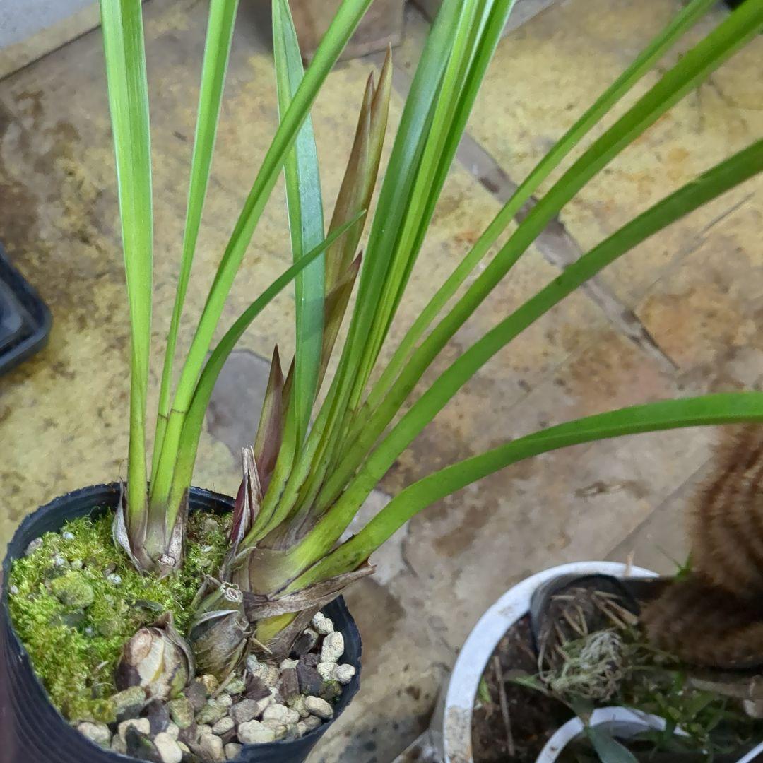 ミニシンビ和蘭含む品種不明10鉢花芽付いてますよ