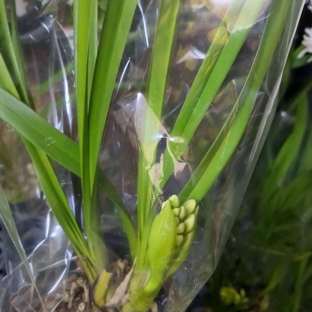 ミニシンビ和蘭含む品種不明10鉢花芽付いてますよ