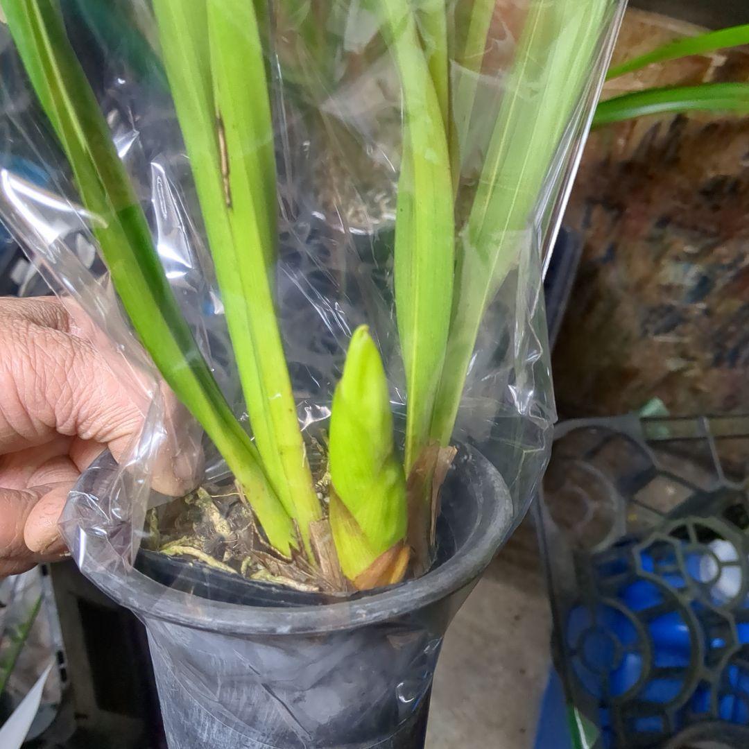 ミニシンビ和蘭含む品種不明10鉢花芽付いてますよ