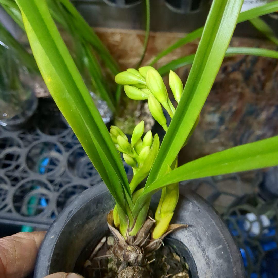 ミニシンビ和蘭含む品種不明10鉢花芽付いてますよ