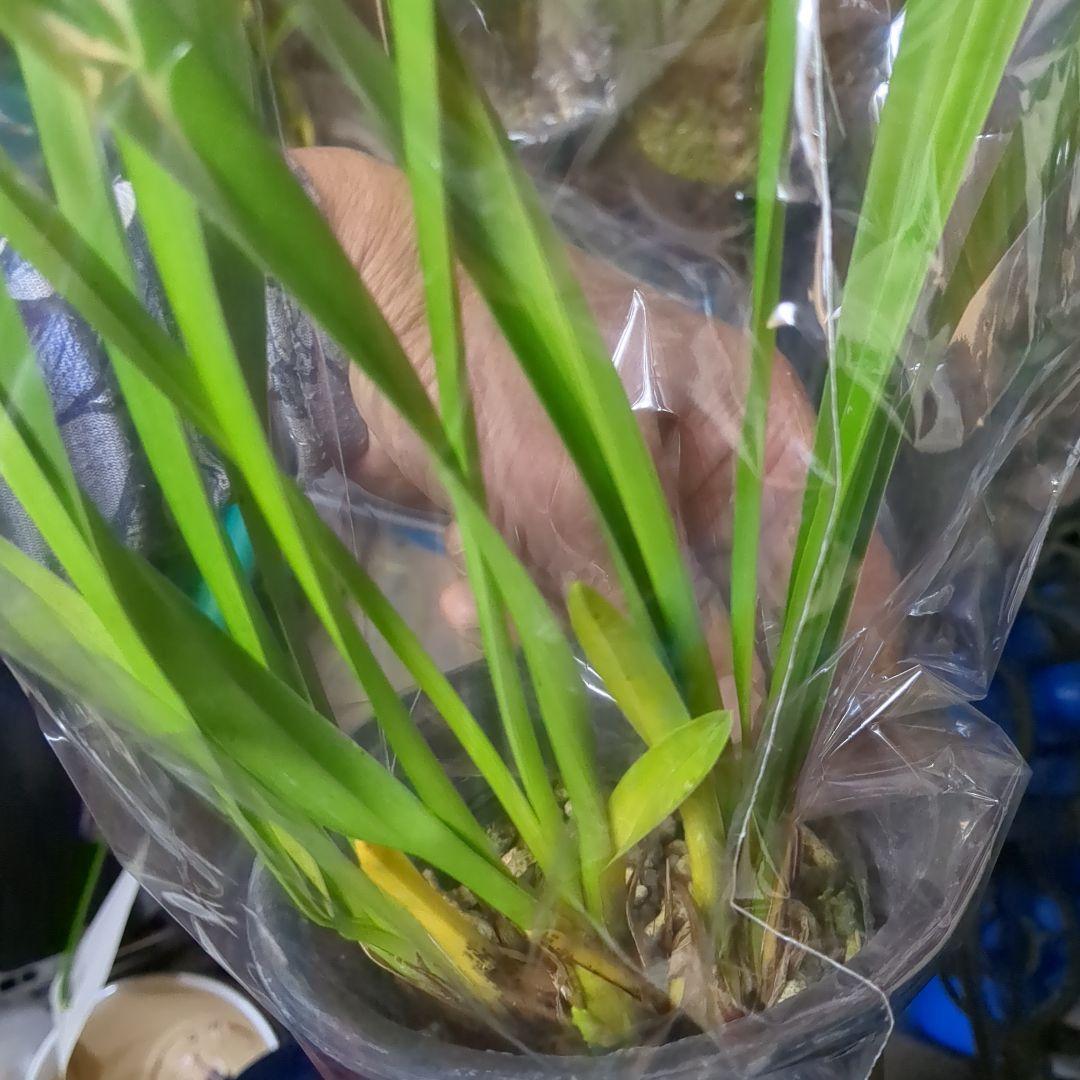 ミニシンビ和蘭含む品種不明10鉢花芽付いてますよ