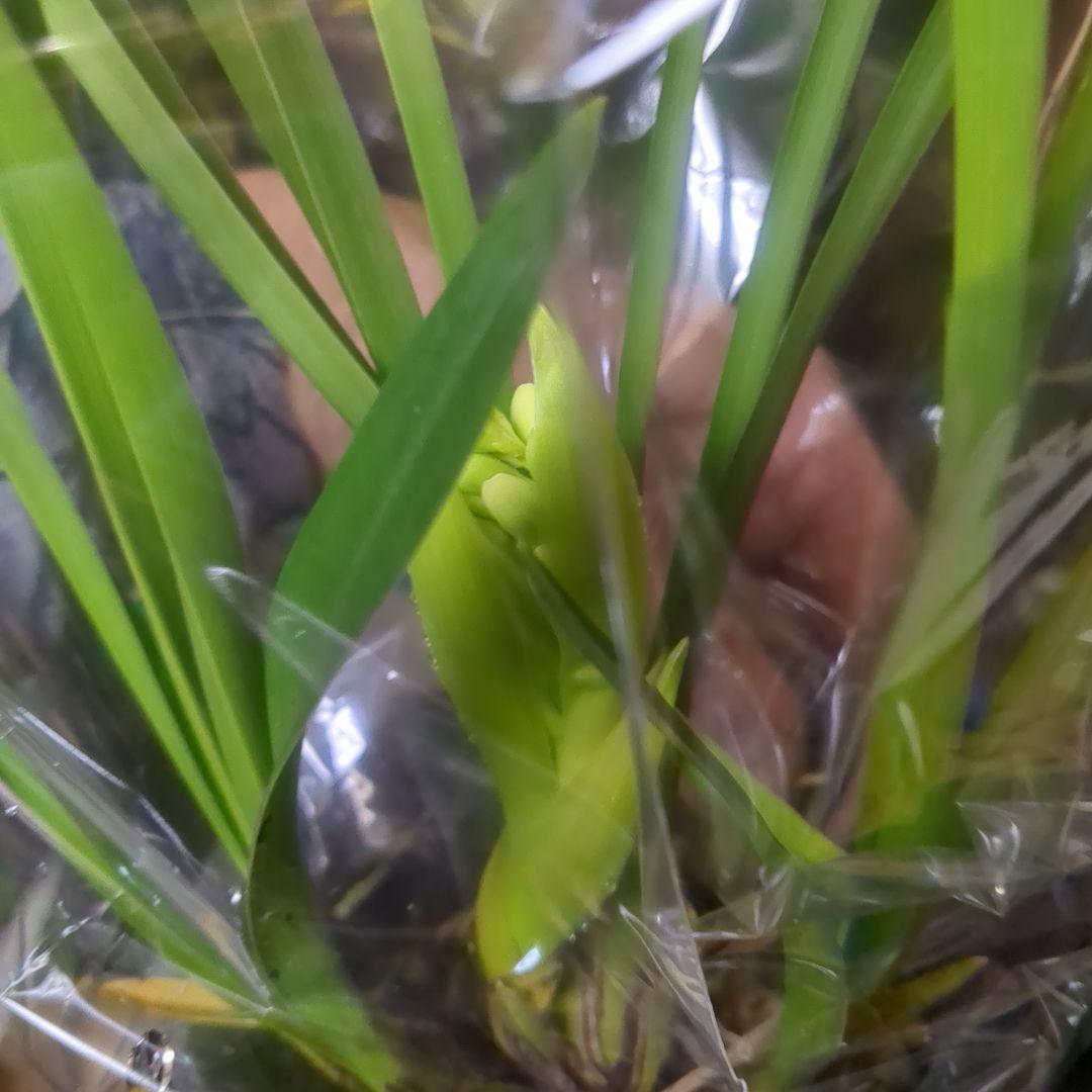 ミニシンビ和蘭含む品種不明10鉢花芽付いてますよ