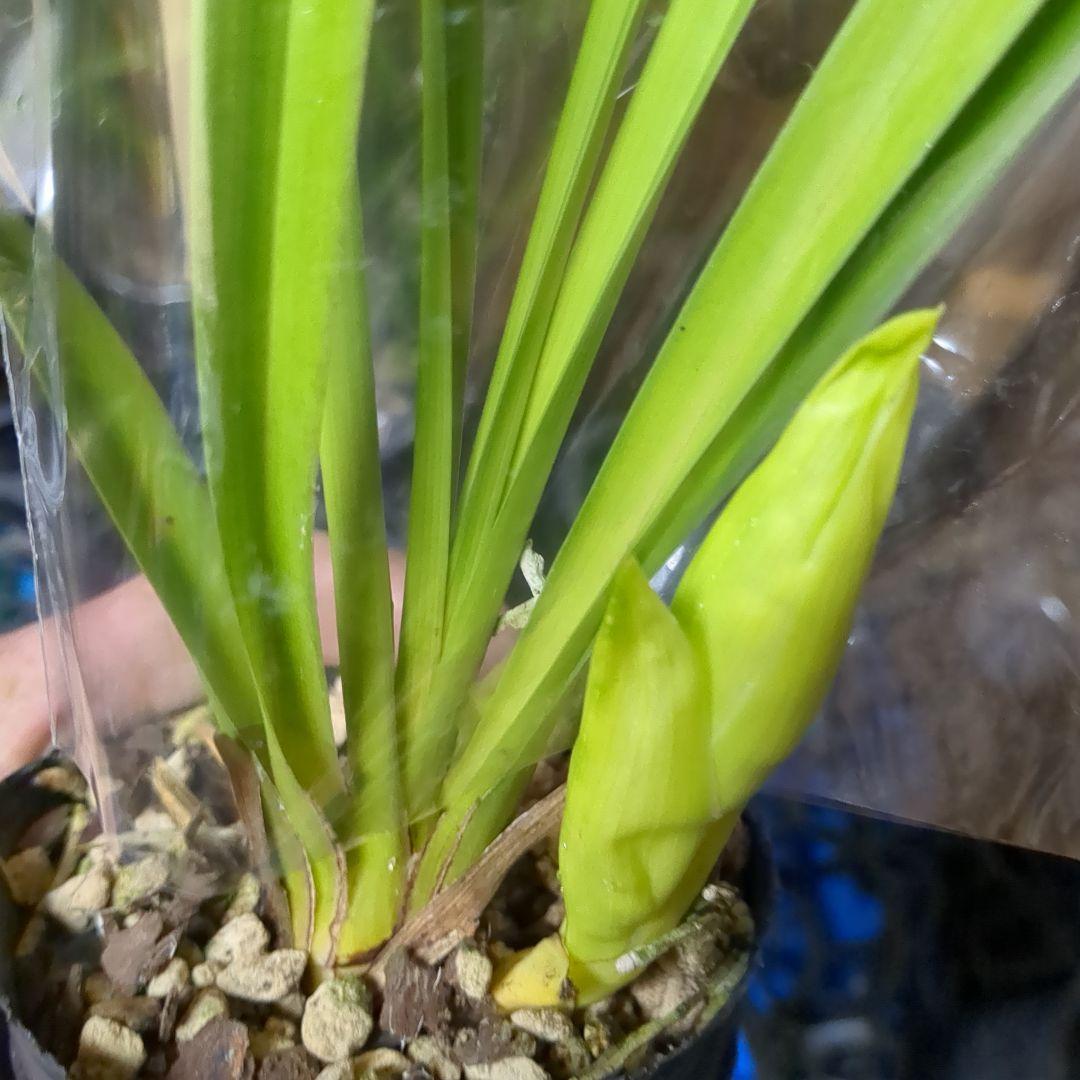 ミニシンビ和蘭含む品種不明10鉢花芽付いてますよ