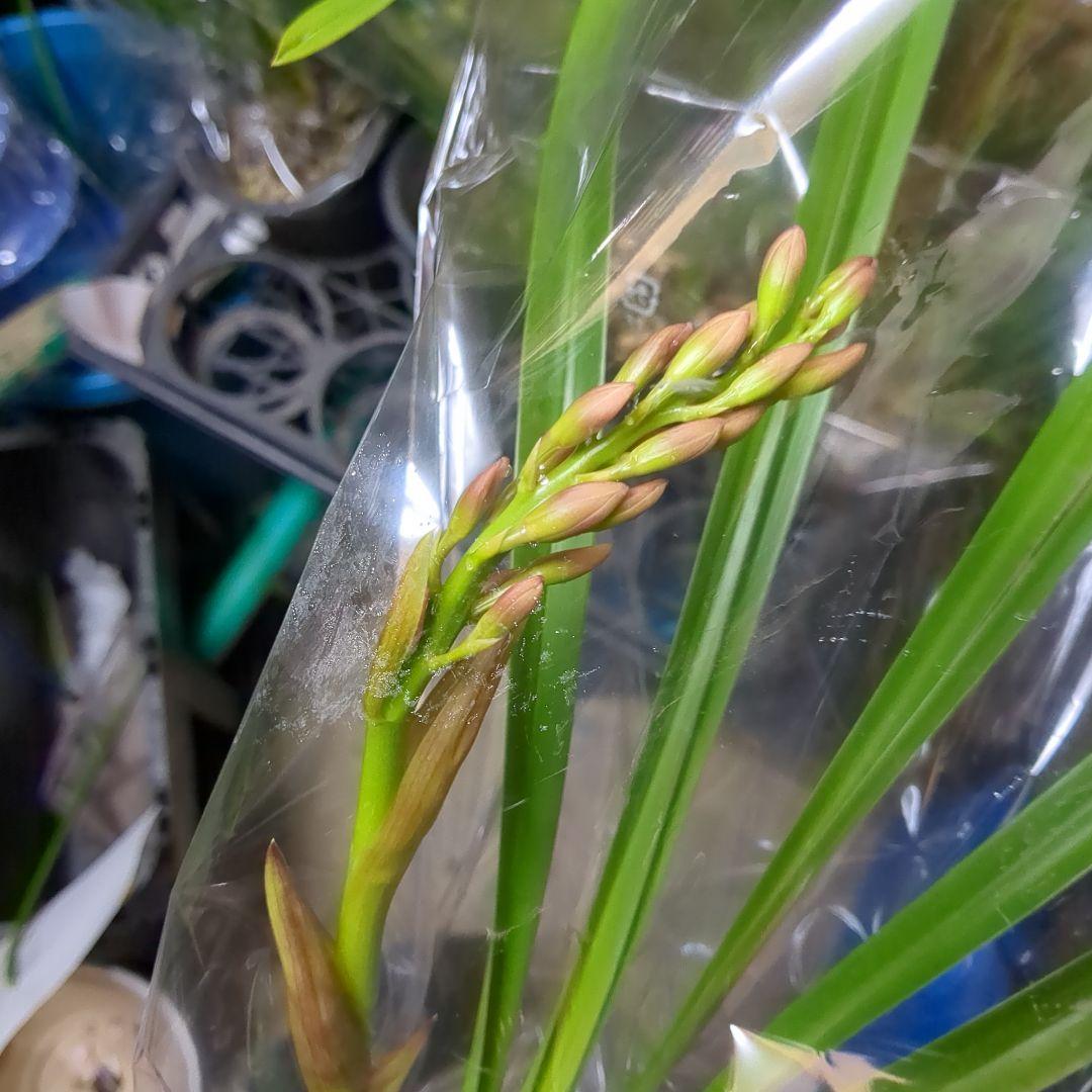 ミニシンビ和蘭含む品種不明10鉢花芽付いてますよ