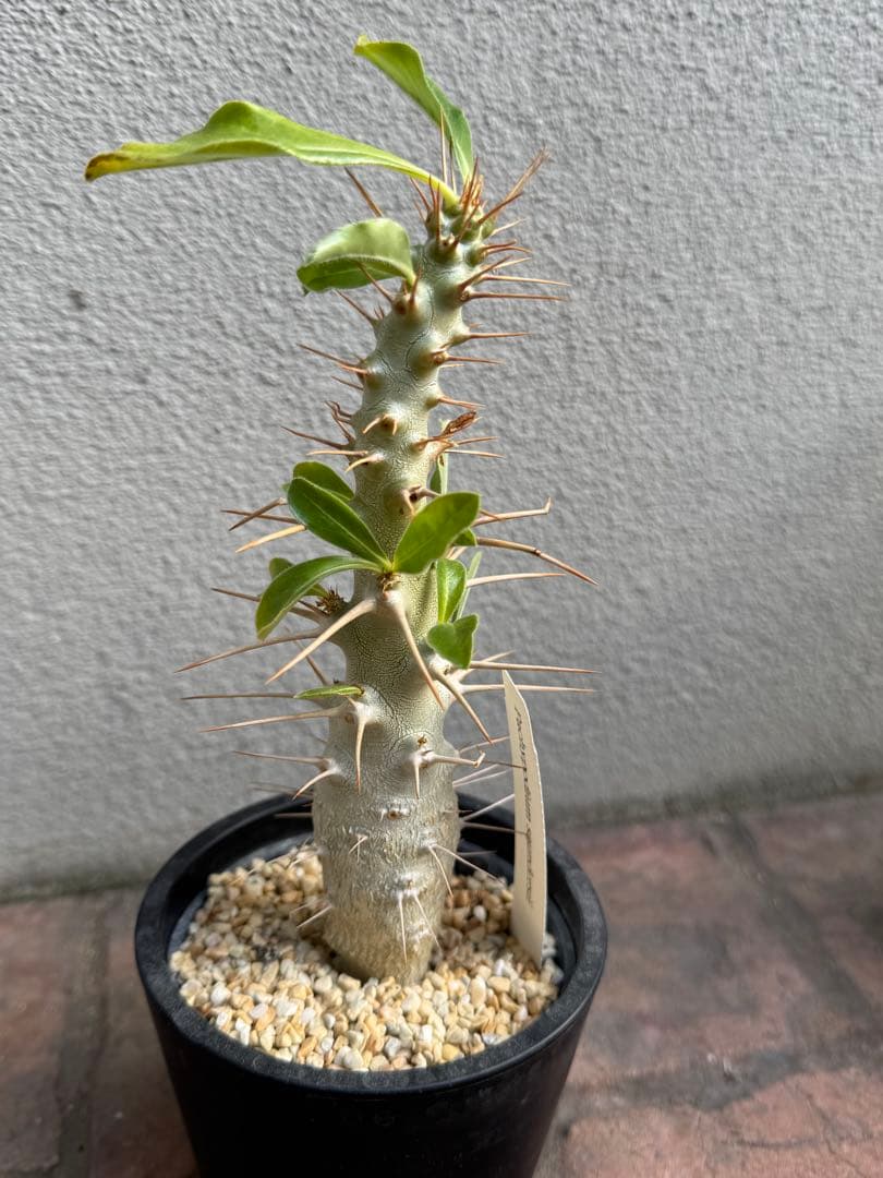 パキポディウム サンデルシー①③④のみ