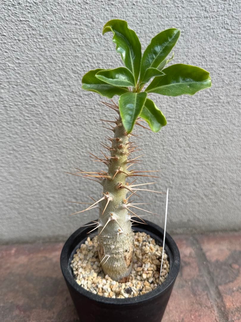 パキポディウム サンデルシー①③④のみ