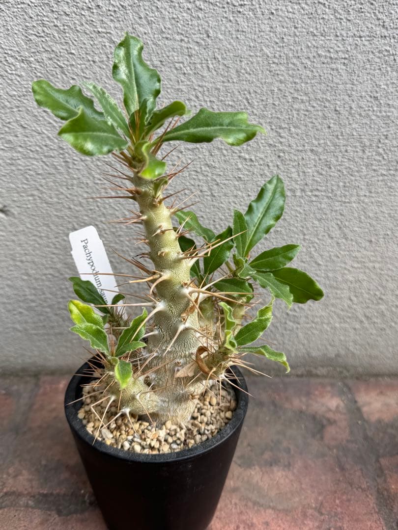 パキポディウム サンデルシー①③④のみ