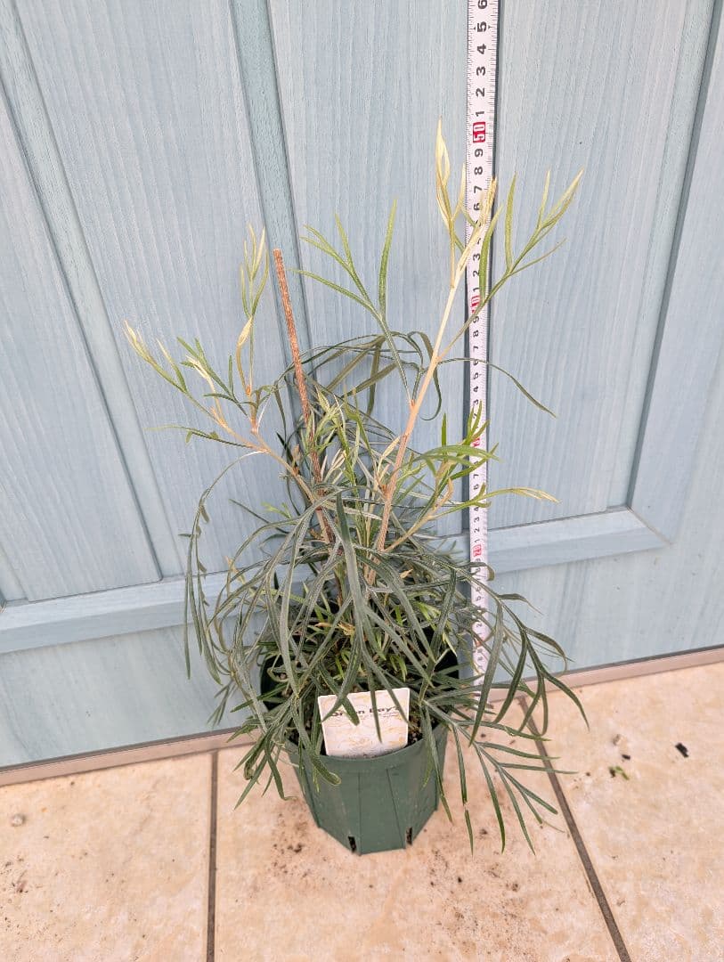 ピンクのグラデーションが美しい希少品種！　☘　グレビレア　ピンクサプライズ　☘