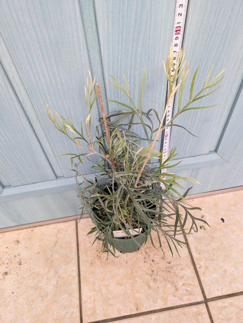 ピンクのグラデーションが美しい希少品種！　☘　グレビレア　ピンクサプライズ　☘